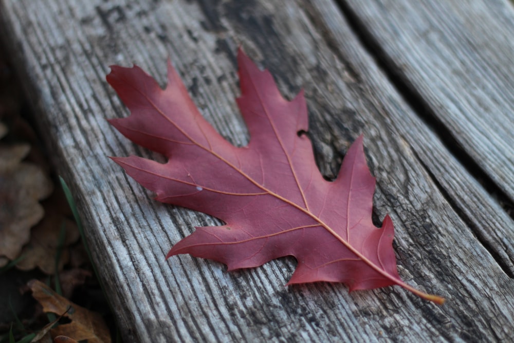 uma folha vermelha deitada em cima de um banco de madeira
