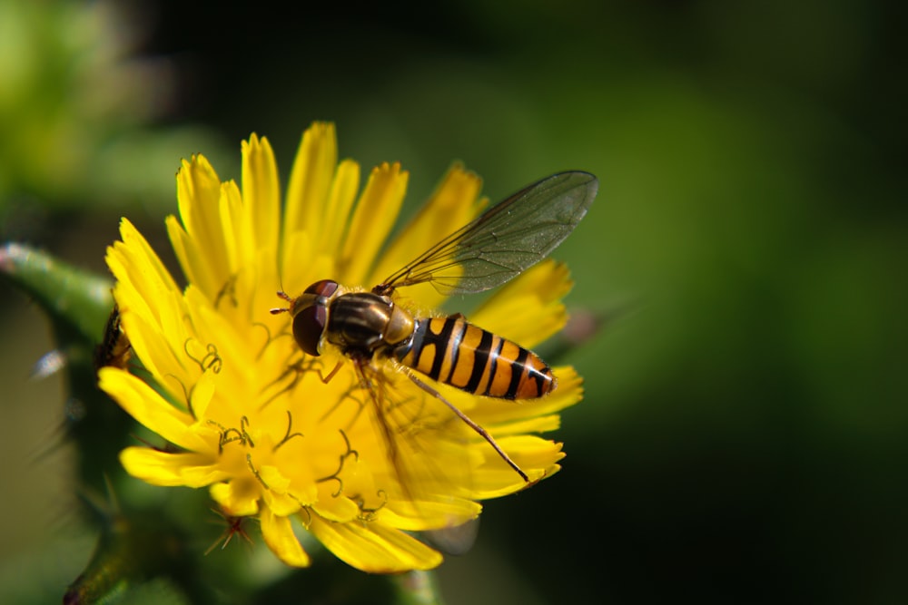 Un primer plano de una abeja en una flor amarilla