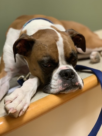 A dog resting after a workout.
