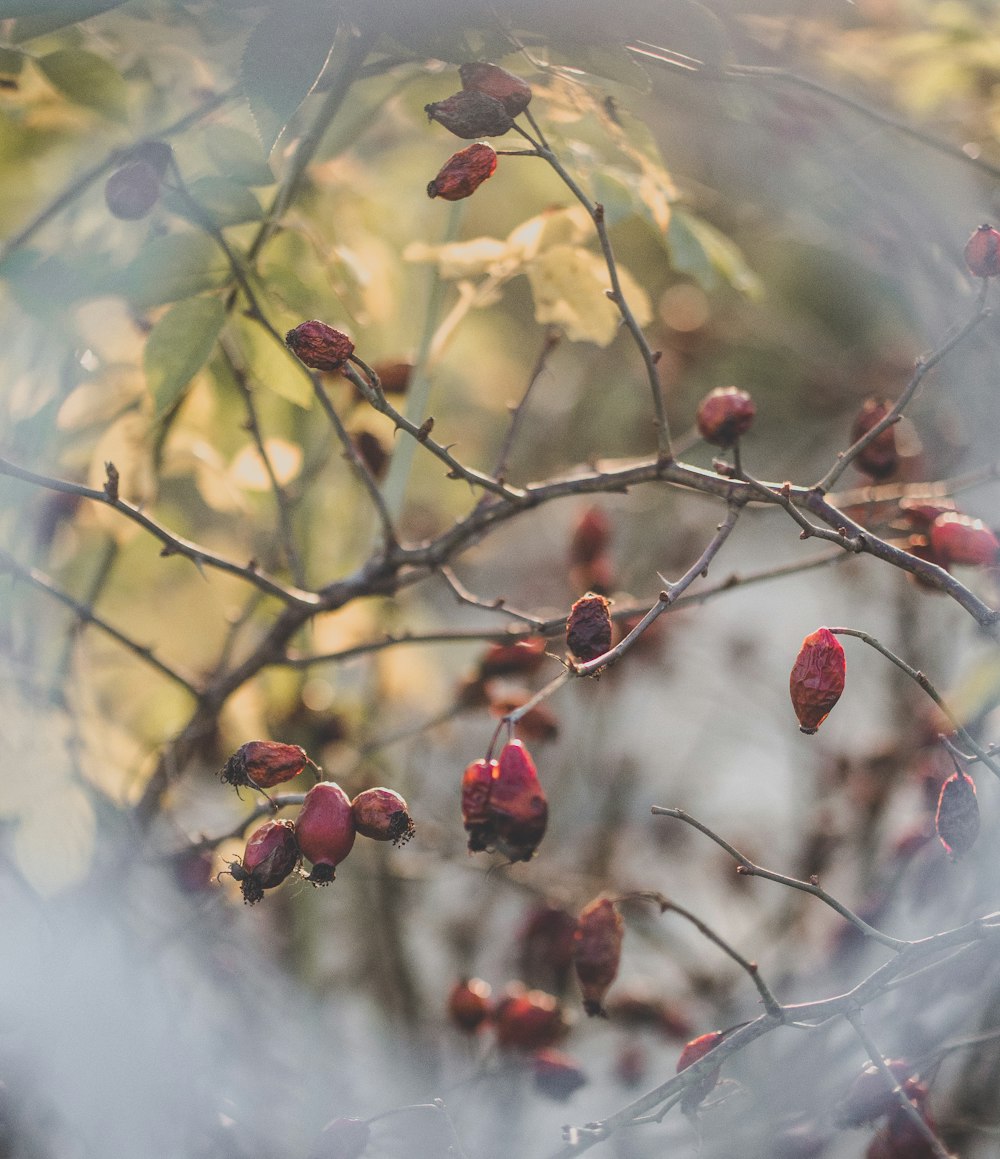 a tree with lots of red berries on it