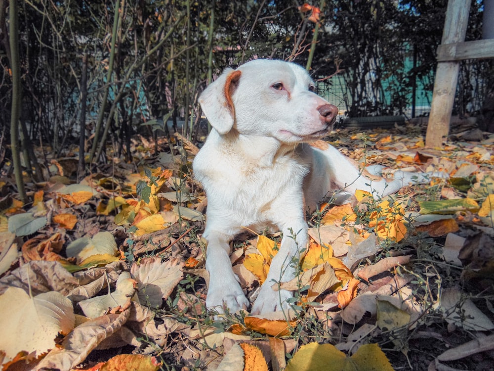 a white dog laying on top of a pile of leaves