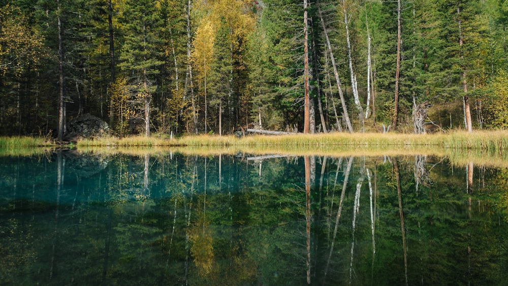 uno specchio d'acqua circondato da molti alberi