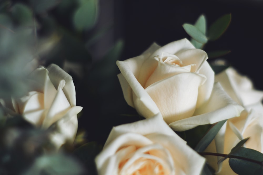 um buquê de rosas brancas com folhas verdes