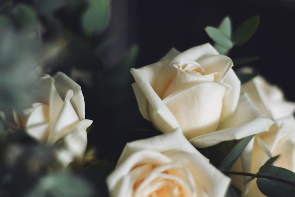 a bouquet of white roses with green leaves