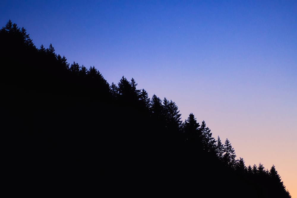 the silhouette of trees against a blue sky