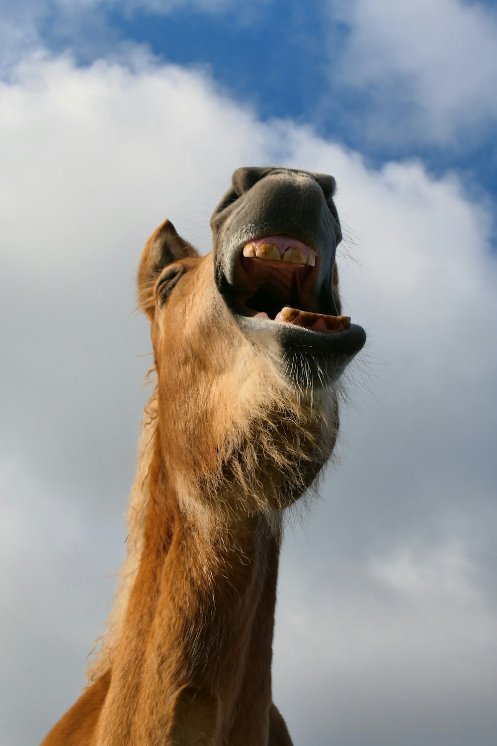 a brown horse with it's mouth open and it's mouth wide open