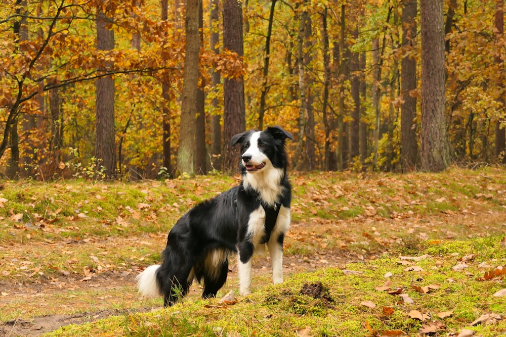 a black and white dog standing in a forest