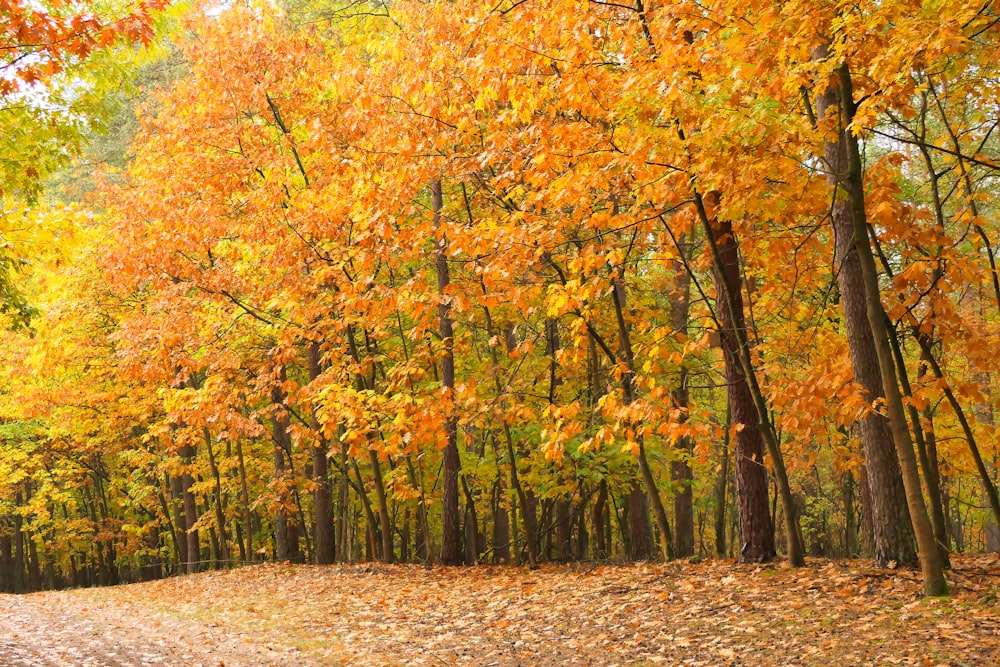 a dirt road surrounded by lots of trees