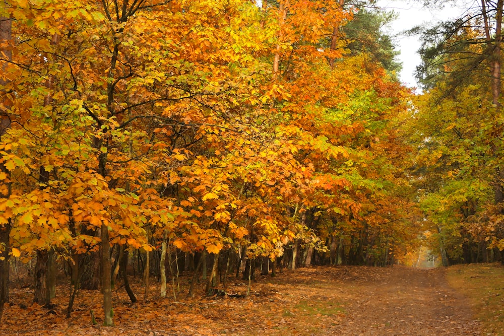 a dirt road surrounded by lots of trees