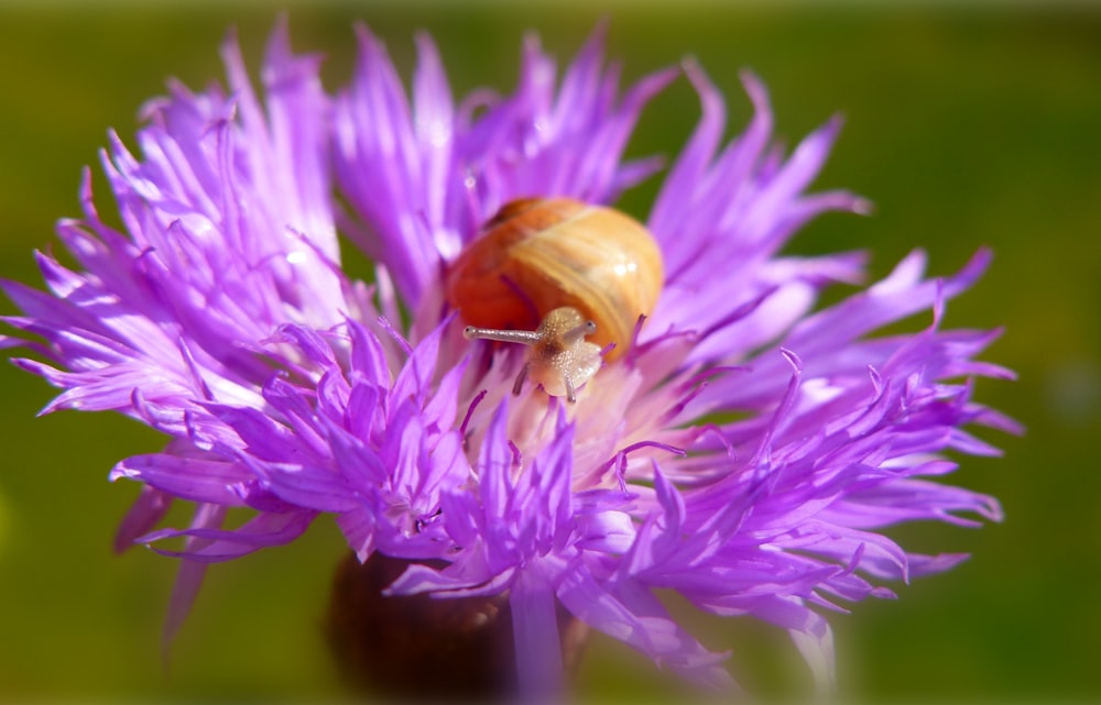 a close up of a purple flower with a snail on it