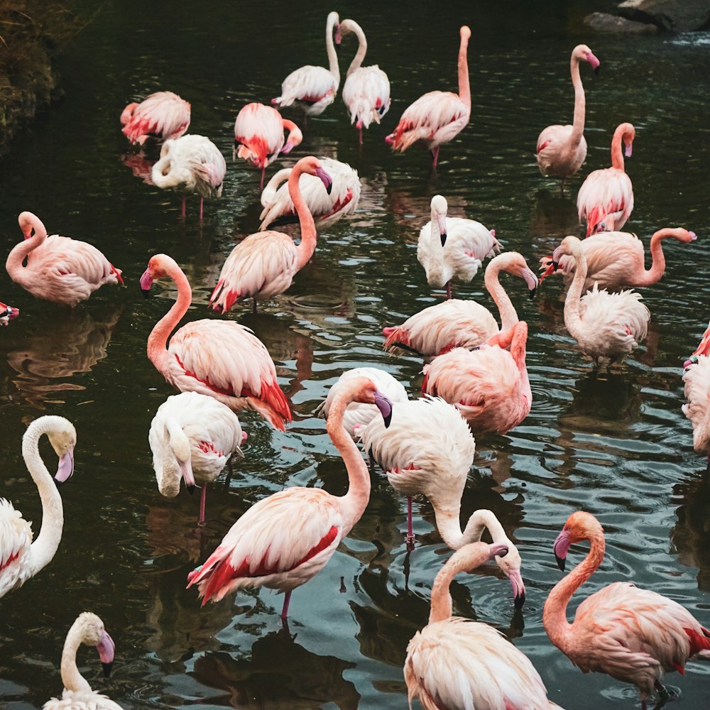 a flock of flamingos standing in a body of water