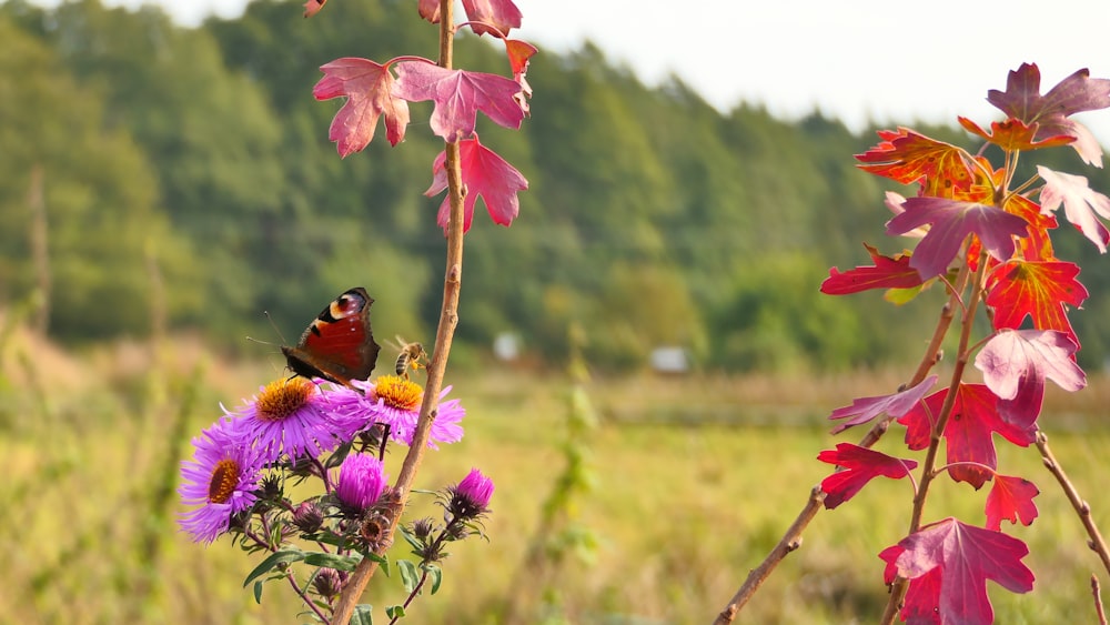 a bird is sitting on a flower in a field