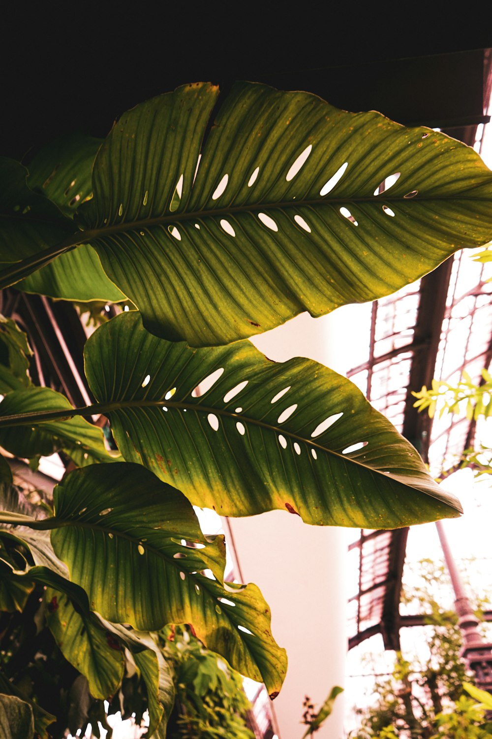 a large green leaf hanging from the side of a building