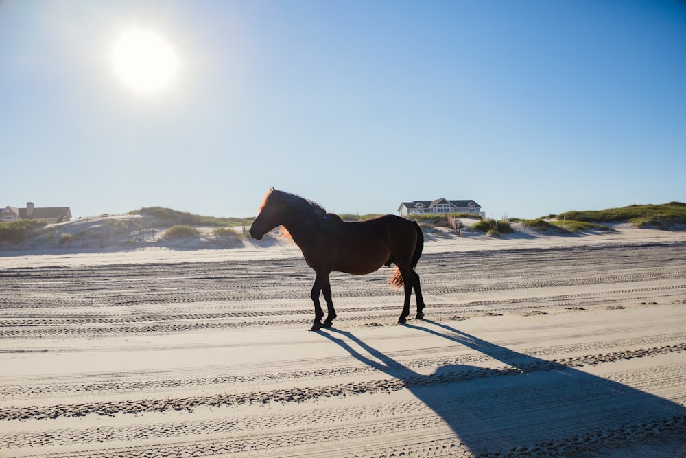 a horse standing on a sandy beach next to the ocean