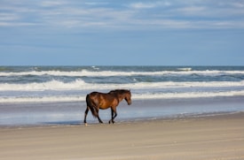 A brown horse walks along a sandy beach with gentle ocean waves in the background and a light blue sky overhead. The scene is calm and serene.