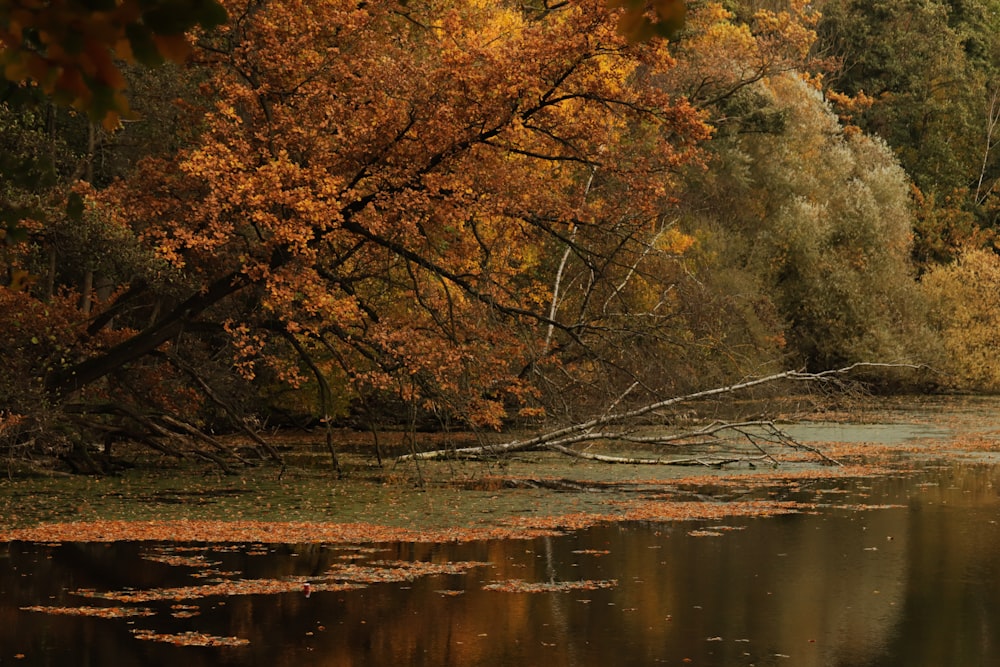 a body of water surrounded by lots of trees