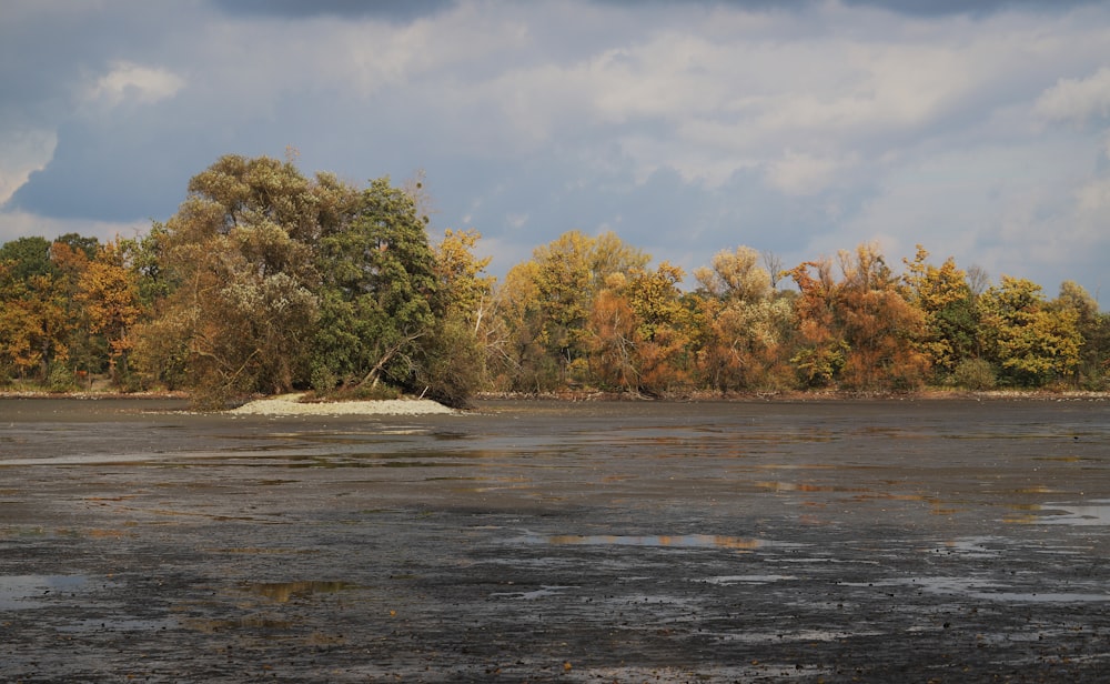 a body of water with trees in the background