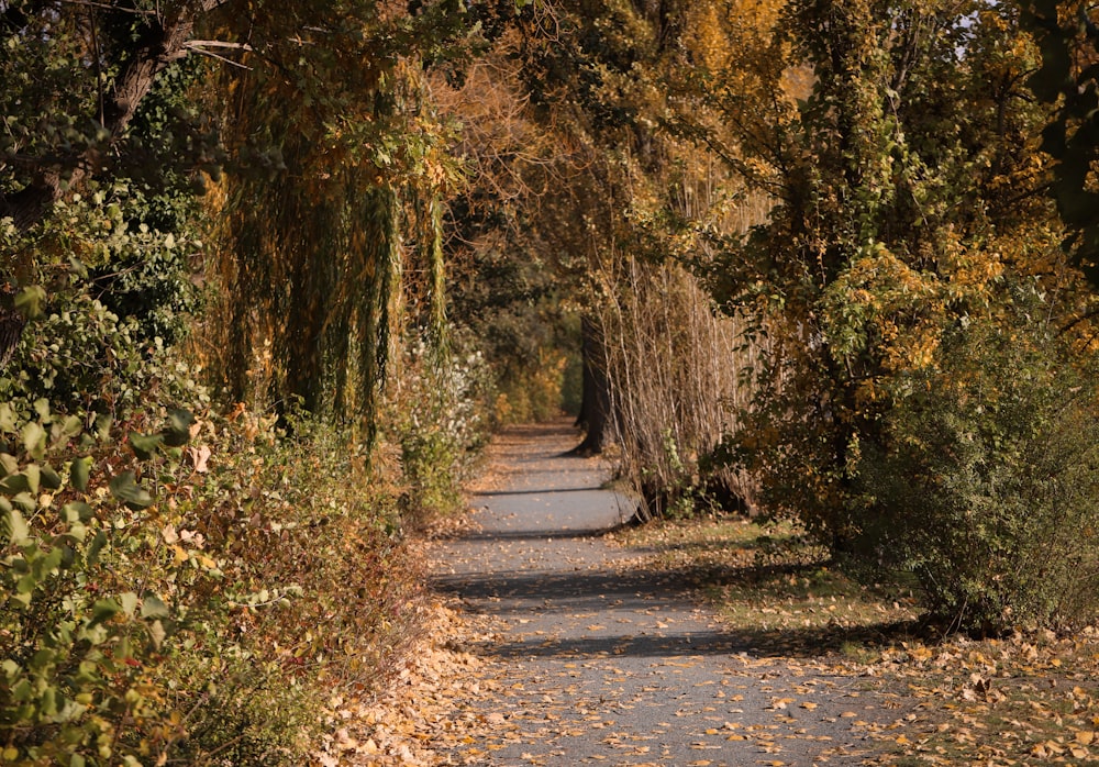 a path in the middle of a forest with lots of trees