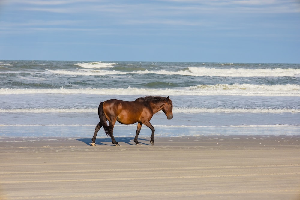 a brown horse walking along a beach next to the ocean