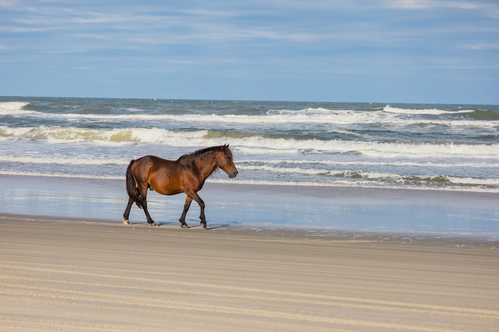 a brown horse walking along a beach next to the ocean