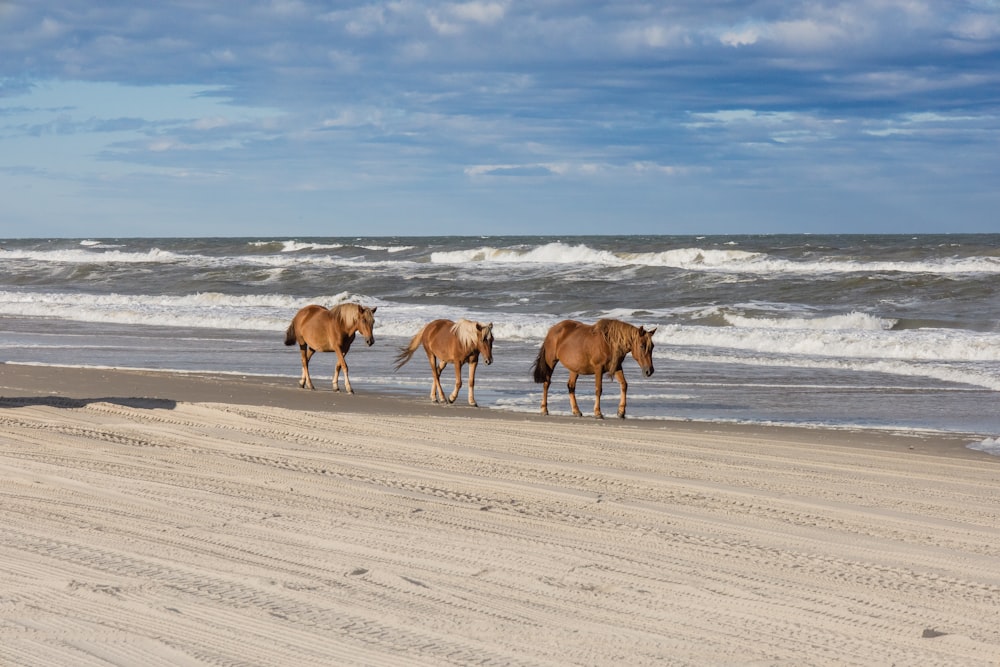 a group of horses walking along the beach