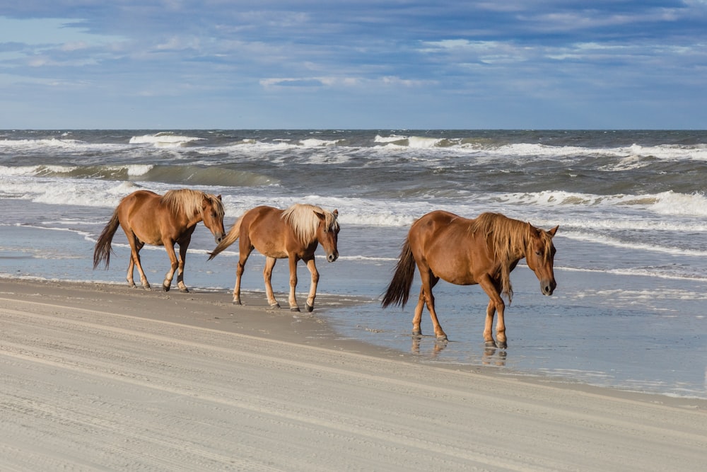 un groupe de chevaux marchant le long de la plage