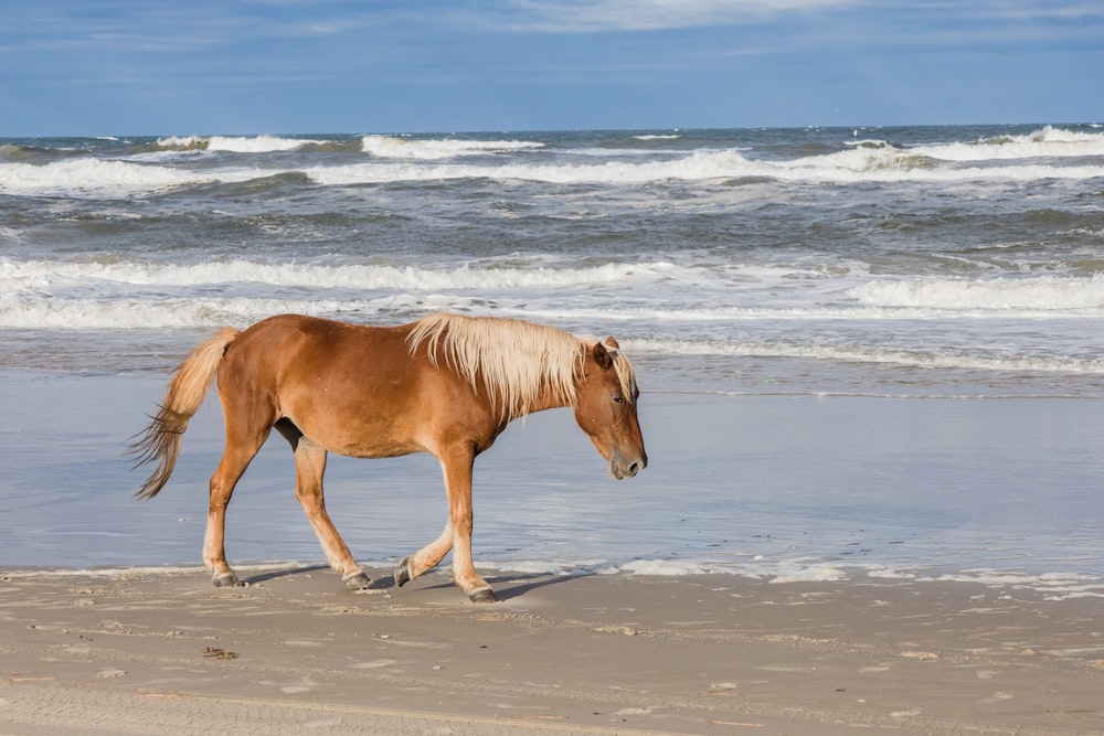 Un cavallo marrone che cammina lungo una spiaggia vicino all'oceano