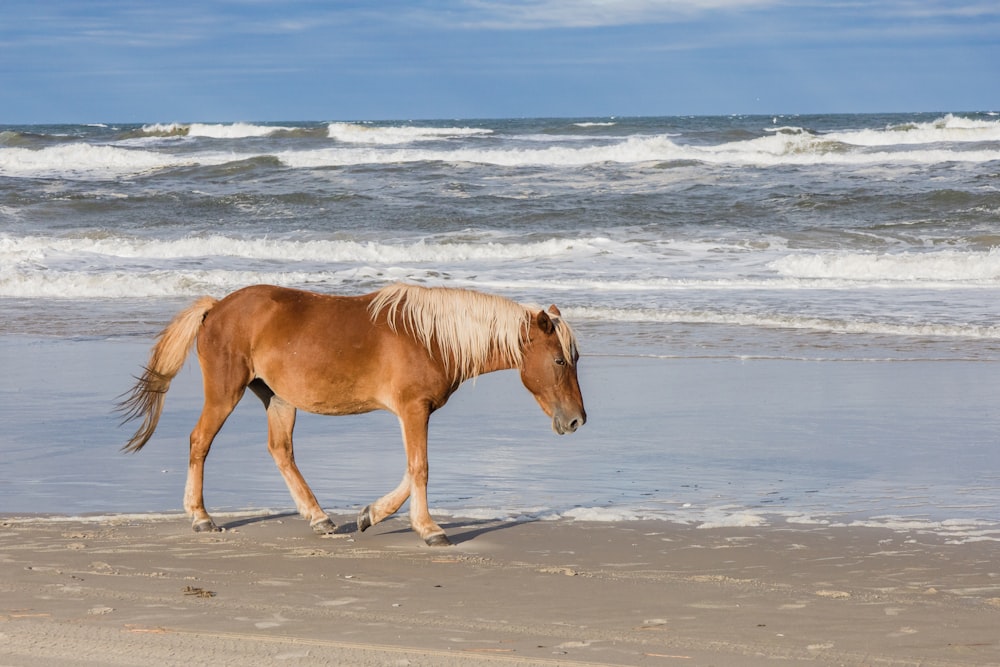 a brown horse walking along a beach next to the ocean