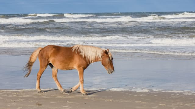 Nordseestrand