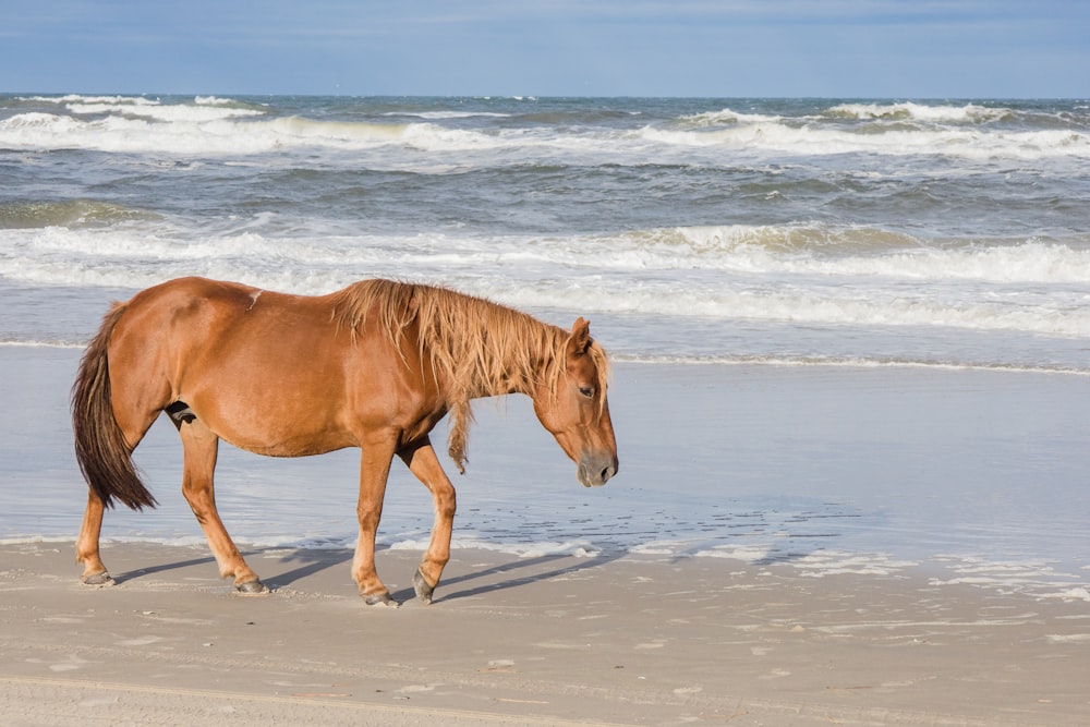 a brown horse standing on top of a sandy beach