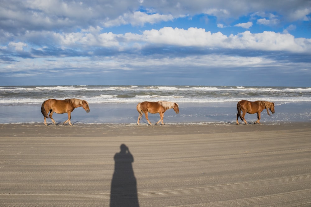 uma sombra de uma pessoa em pé na frente de três cavalos em uma praia