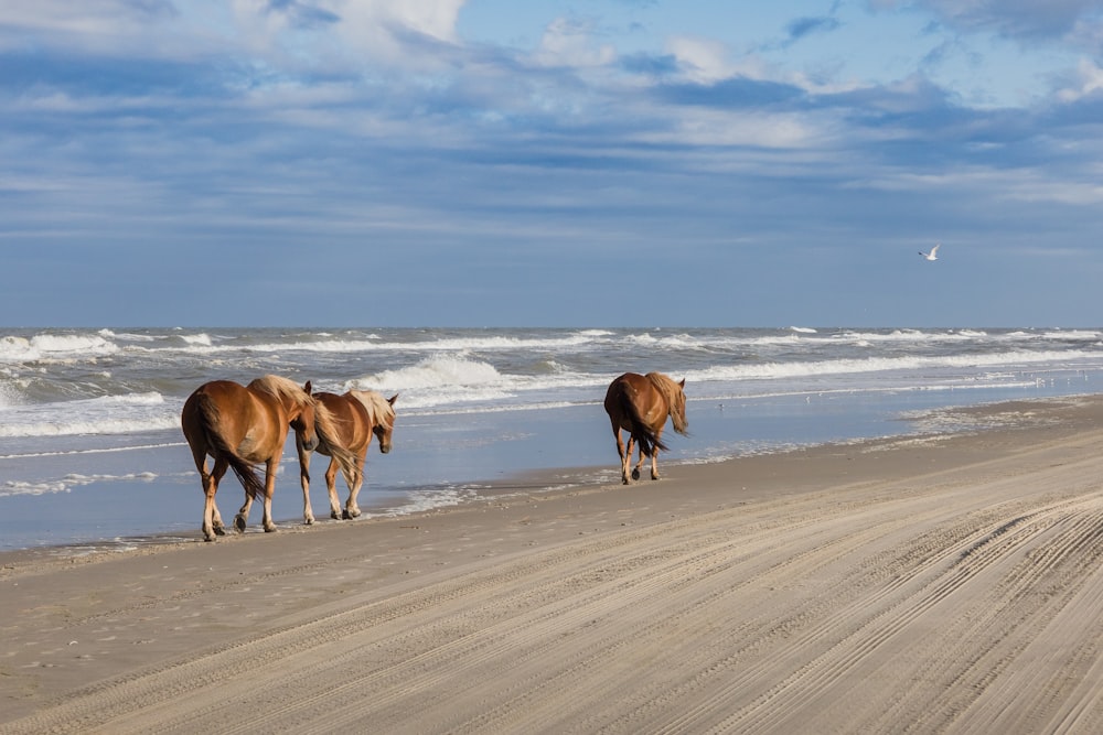 a group of horses walking along the beach