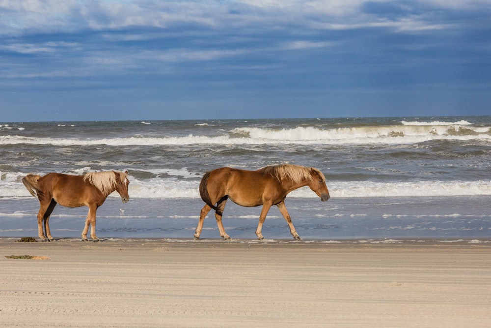 a couple of horses walking along a beach next to the ocean