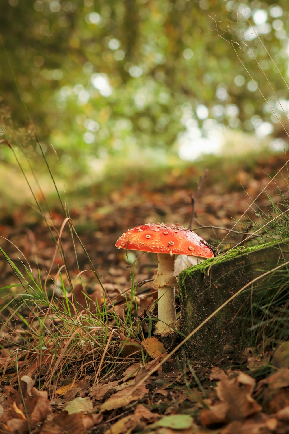 a small mushroom sitting on top of a forest floor
