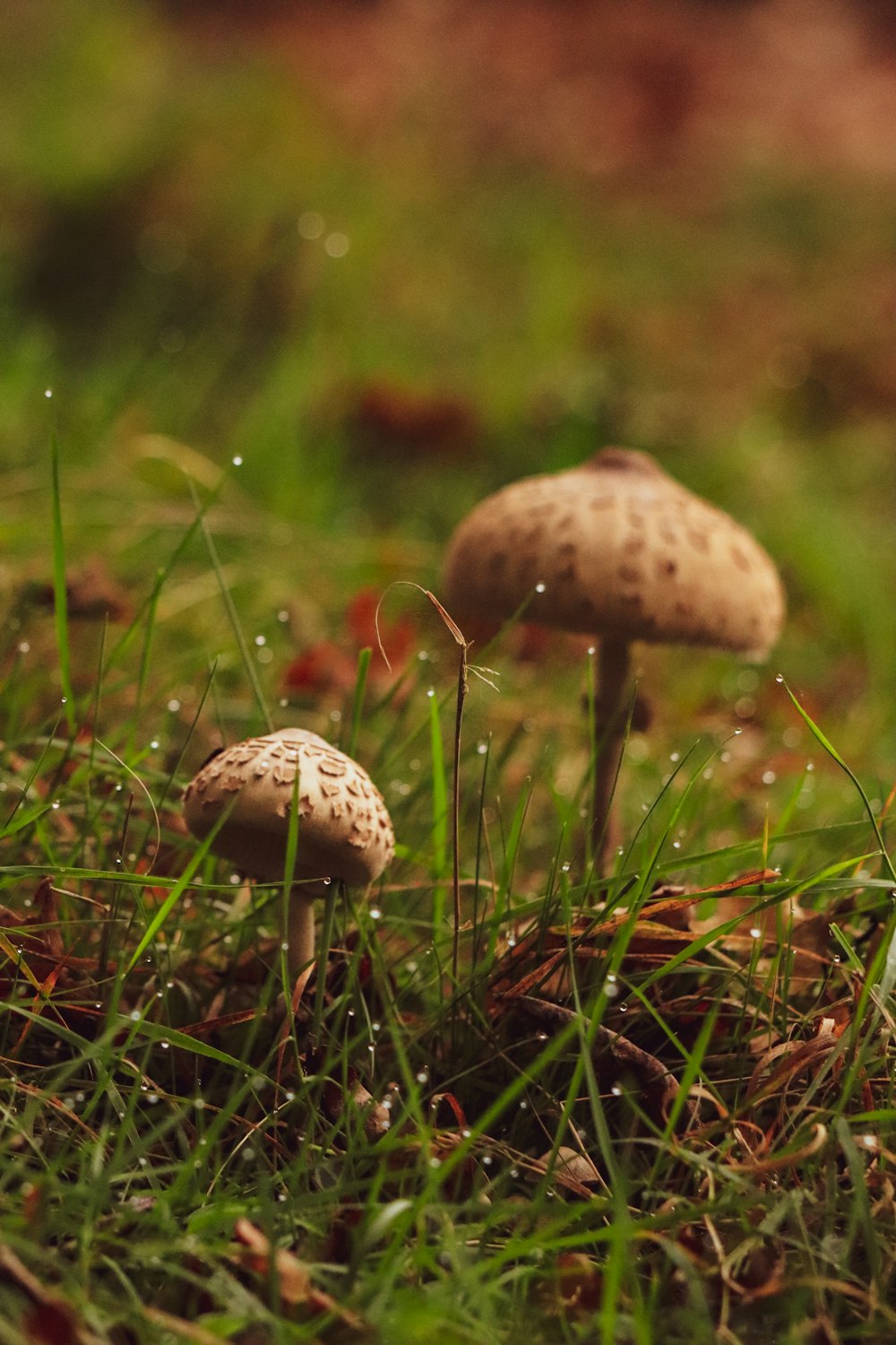 a couple of mushrooms that are in the grass