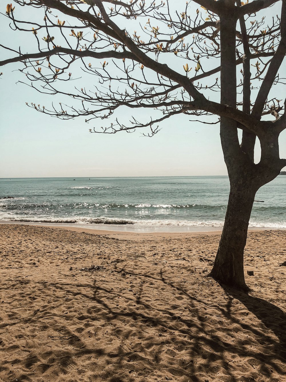 a tree on a beach with the ocean in the background