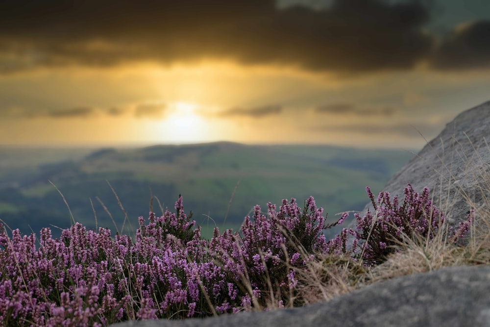 the sun is setting over the mountains with purple flowers