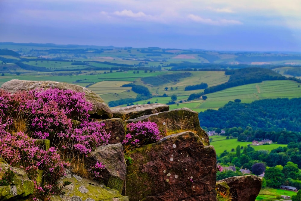 purple flowers growing out of the rocks of a mountain