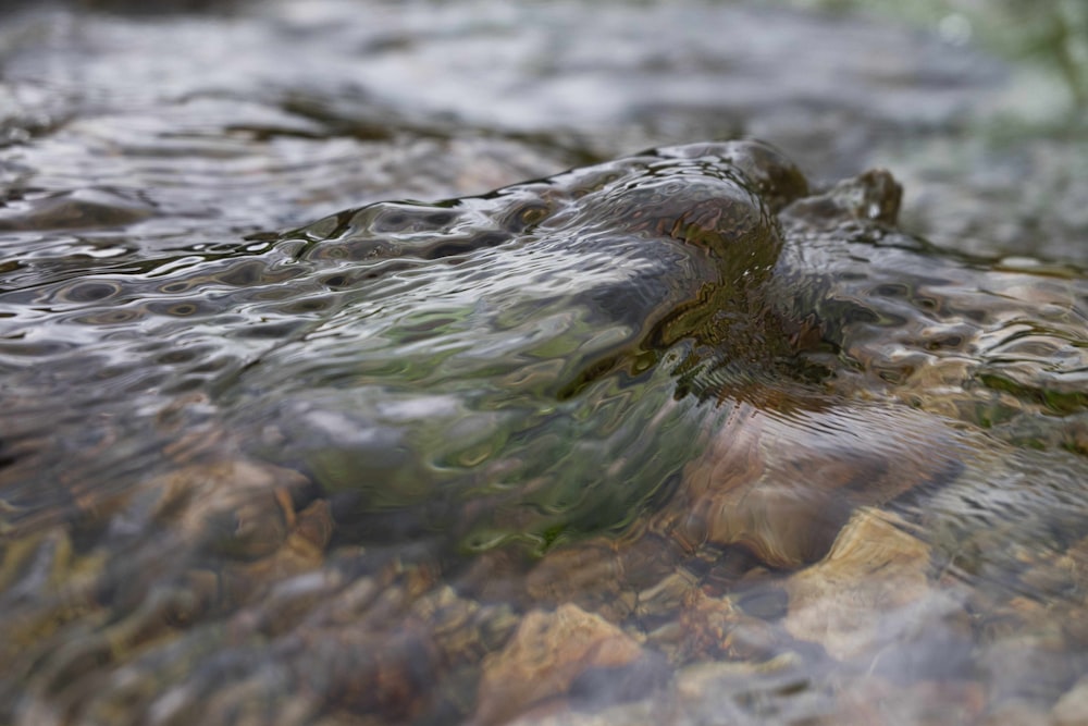 a close up of a river with rocks and water