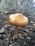 A brown mushroom growing amongst dark wood chips, with a large tree trunk in the background.