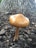 A brown mushroom growing amongst dark wood chips, with a large tree trunk in the background.