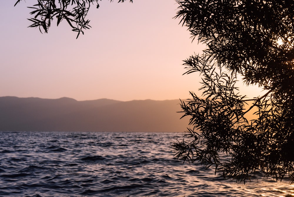 a body of water with a tree branch in the foreground