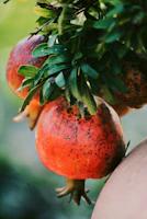 Close-up of ripe, red pomegranates hanging heavy on the branches.