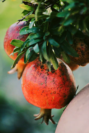 Close-up of ripe, red pomegranates hanging heavy on the branches.