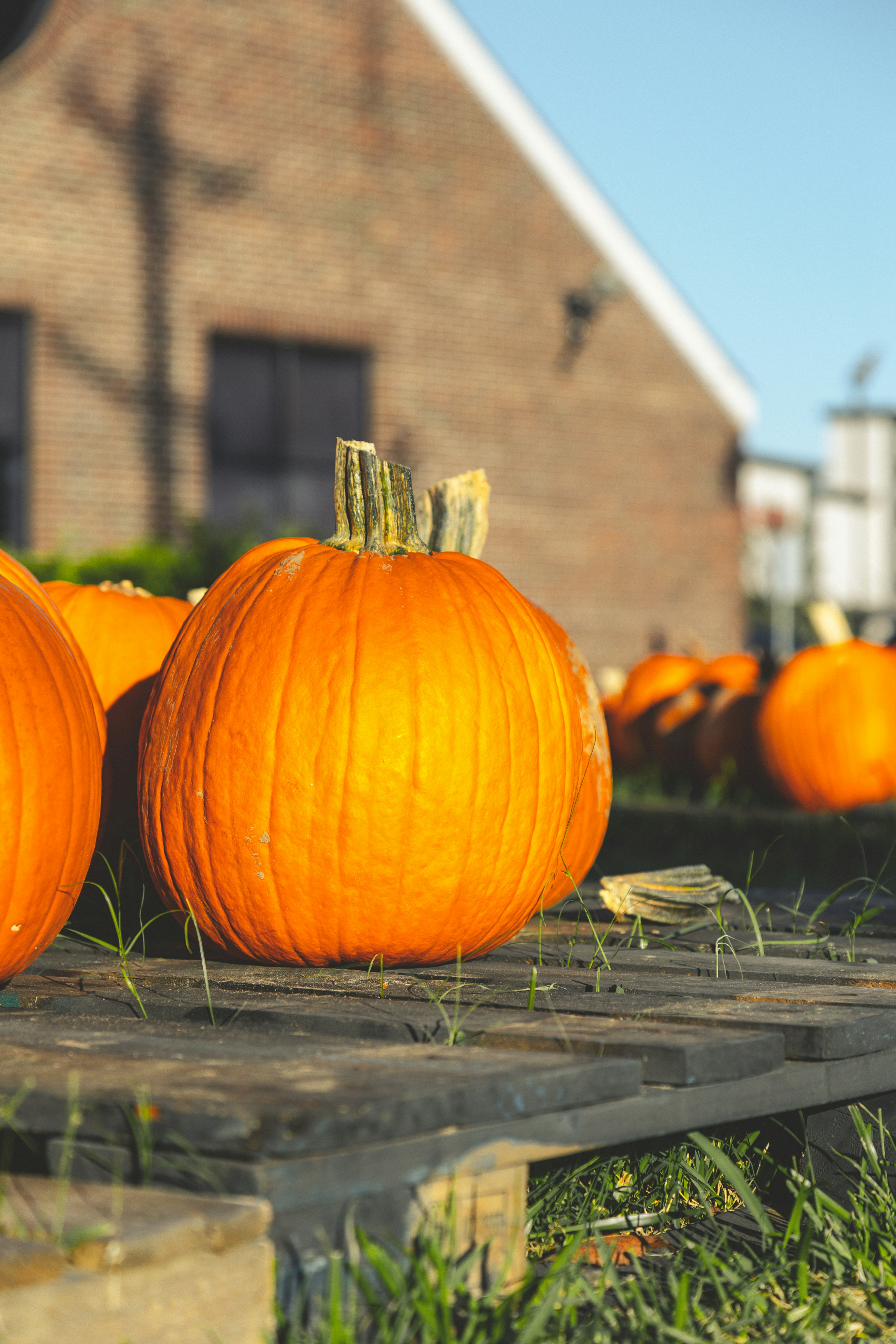 A group of pumpkins sitting on top of a wooden pallet photo – Free ...
