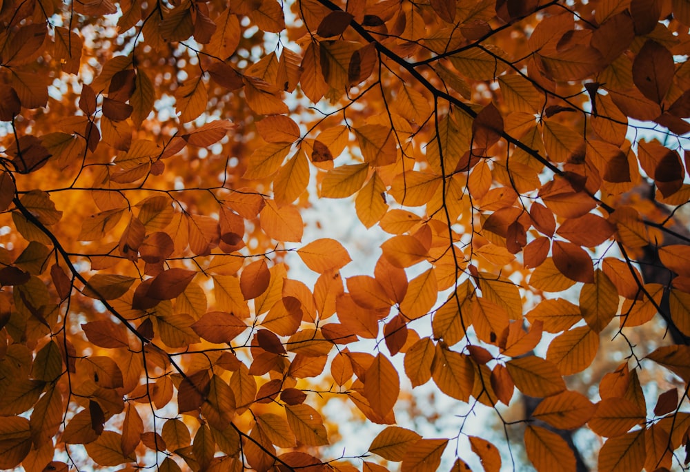 a close up of a tree with lots of leaves
