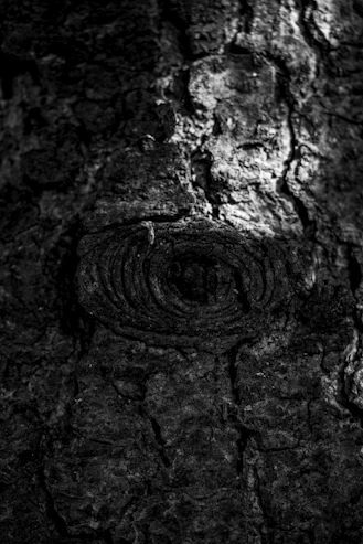 a black and white photo of a tree trunk