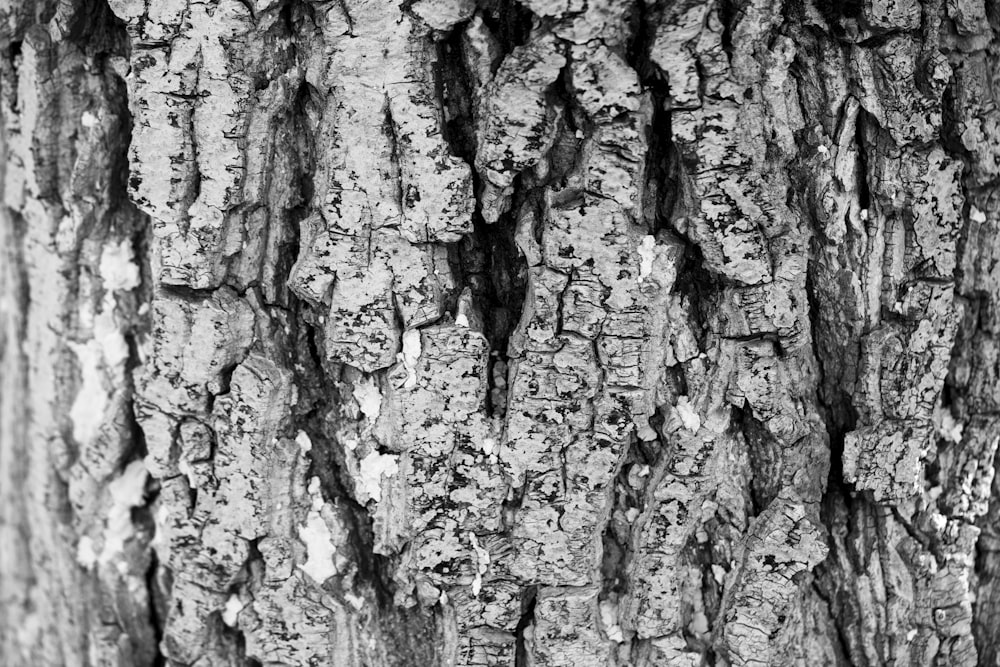 un primo piano della corteccia di un albero