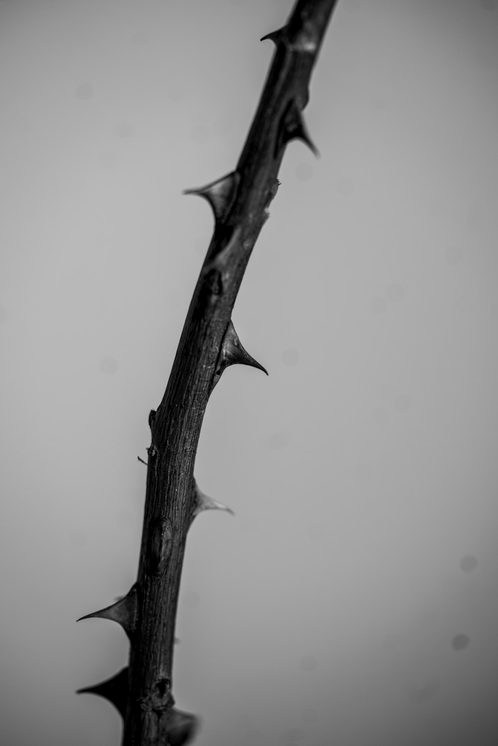 a black and white photo of a thorny branch