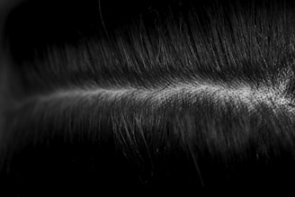 a black and white photo of some hair